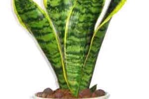 中型植物虎皮兰