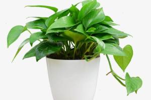 盆栽植物租赁方法：入冬后绿萝如何养护?