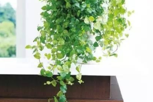 植物租摆公司分享几种常见的室内吊盆植物